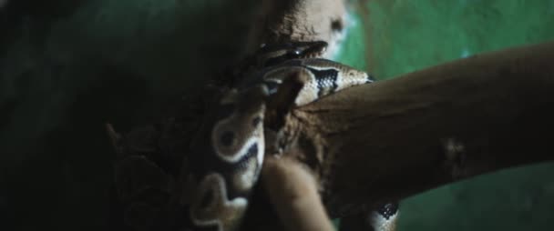 Python Snake Coiling Itself Branch Slow Motion Bmpcc — Stock Video