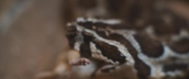 Gros plan d'un serpent vipère avalant lentement une souris, se nourrissant. Mouvement lent, faible profondeur de champ. BMPCC 4K .