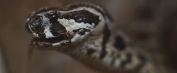 Gros plan d'un serpent vipère avalant lentement une souris, se nourrissant. Mouvement lent, faible profondeur de champ. BMPCC 4K .