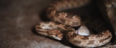 Kraliyet yılanı, Diadem yılanı olarak da bilinir, kumlu zeminde fare yer. Yavaş çekim, sığ alan derinliği. BMPCC 4K