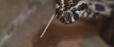 Engerek yılanı bir kemirgeni yutar, sadece kuyruğu yılanın ağzından görünür kalır. Yaklaşın, ağır çekim, yüzeysel odaklanma. BMPCC 4K