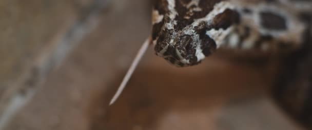 Serpiente Víbora Tragando Roedor Solo Cola Permanece Visible Desde Boca — Vídeo de stock