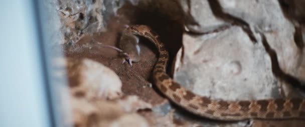 Serpiente Real Arrastrando Ratón Moribundo Sobre Suelo Arenoso Cámara Lenta — Vídeos de Stock