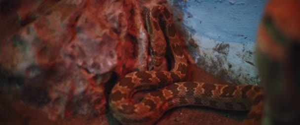 角の岩の近くで マウスに餌を与え ダイダムヘビとしても知られているロイヤルヘビ スローモーション Bmpcc — ストック動画