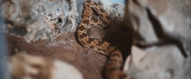 Royal Snake Also Known Diadem Snake Feeding Mouse Corner Rocks — Stock Video