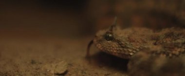 Yılan boynuzlu yılan hareket ederken dilini çıkarıyor. Yaklaşın, SHALLOW Dof, Yavaş Hareket, BMPCC 4K.