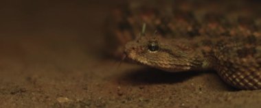 Yılan boynuzlu yılan hareket ederken dilini çıkarıyor. Yaklaşın, SHALLOW Dof, Yavaş Hareket, BMPCC 4K.