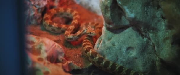 皇家蛇也被称为Diadem蛇 美丽地在岩石周围移动 慢动作Bmpcc — 图库视频影像