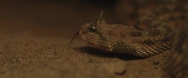 Yılan boynuzlu yılan hareket ederken dilini çıkarıyor. Yaklaşın, SHALLOW Dof, Yavaş Hareket, BMPCC 4K.