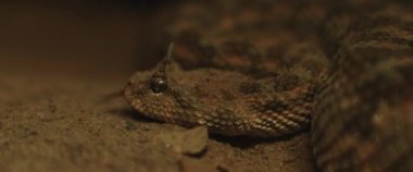 Yılan boynuzlu yılan hareket ederken dilini çıkarıyor. Yaklaşın, SHALLOW Dof, Yavaş Hareket, BMPCC 4K.