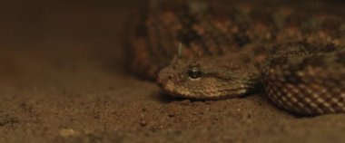 Yılan boynuzlu yılan hareket ederken dilini çıkarıyor. Yaklaşın, SHALLOW Dof, Yavaş Hareket, BMPCC 4K.