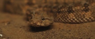 Yılan boynuzlu yılan hareket ederken dilini çıkarıyor. Yaklaşın, SHALLOW Dof, Yavaş Hareket, BMPCC 4K.