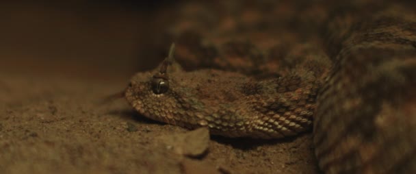 Primer Plano Serpiente Víbora Con Cuernos Sacando Lengua Mientras Mueve — Vídeos de Stock