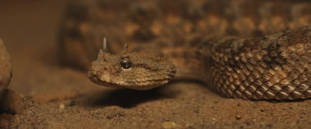 Gros Plan Serpent Vipère Cornes Qui Sort Langue Déplaçant Close — Video