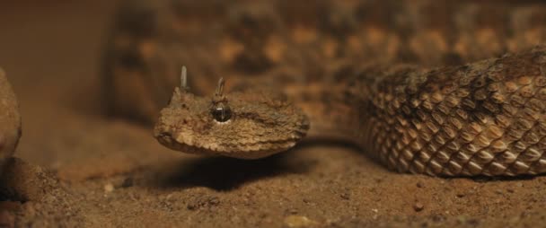 Primer Plano Serpiente Víbora Con Cuernos Sacando Lengua Mientras Mueve — Vídeos de Stock