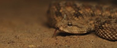 Yılan boynuzlu yılan hareket ederken dilini çıkarıyor. Yaklaşın, SHALLOW Dof, Yavaş Hareket, BMPCC 4K.