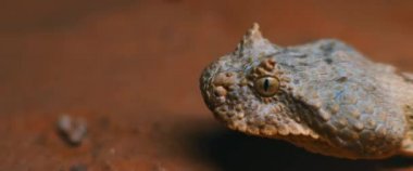 Boynuzlu engerek yılanının hareket halindeyken dilini çıkarmasına çok yakın. KAPALI, SALLOW DÜNYANI, Yavaş Hareket, BMPCC 4K.