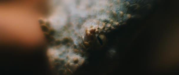 Extreme Close Horned Viper Snake Looking While Moving Close Shallow — Stock Video