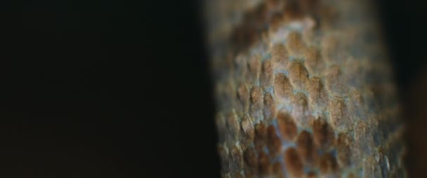 Macro Tiro Pele Víbora Cobra Fundo Preto Fechar Shallow Depth — Vídeo de Stock