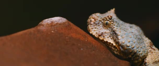 Gros plan du serpent vipère à cornes sortant sa langue tout en étant couché sur le sol sur fond noir. FERMER, ÉVALUER LA PROFONDEUR DU DOMAINE, MOTION LENT, BMPCC 4K .