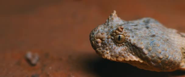 Extremo Primer Plano Serpiente Víbora Con Cuernos Sacando Lengua Mientras — Vídeos de Stock