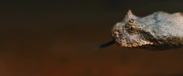 Primer Plano Serpiente Víbora Con Cuernos Sacando Lengua Mientras Mueve — Vídeo de stock