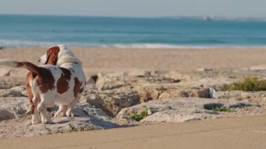 Basset av köpeği Atlantik Okyanusu yakınlarındaki sahil kayalıklarında duruyor. Ağır çekim, BMPCC 4K.