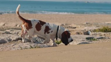 Basset av köpeği Atlantik Okyanusu sahilinde yürüyor. Ağır çekim, BMPCC 4K.