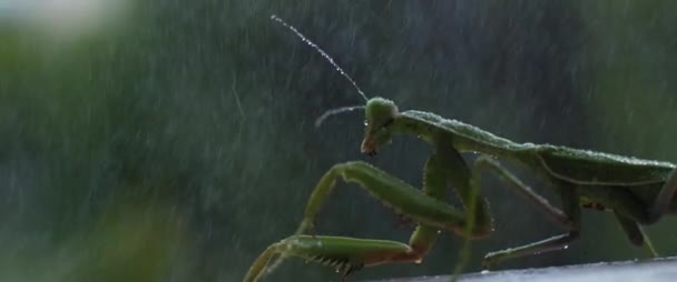 Gros plan de la mante priante sous la pluie sur un fond bokeh de forêt verte. Macro, ralenti, faible profondeur de champ. BMPCC 4K 