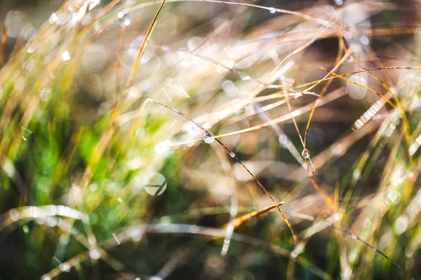 Frost grass after a cold night in winter — Stock Photo, Image