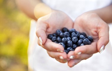 Yaban mersini çiftçiler, kadınların elleri elinde. Meyve, çilek, gıda, doğa