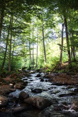 Küçük bir dere Pennsylvania Pocono Dağları sonbaharda sırasında bu tepeden aşağıya trickles.