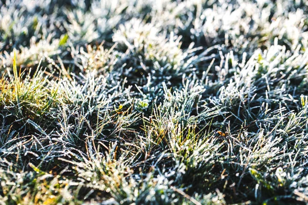 Mrazuvzdorné trávy po chladné noci v zimě — Stock fotografie