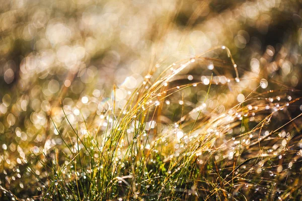 Herbe gelée après une nuit froide en hiver — Photo