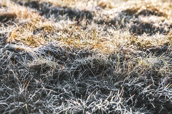 Erba gelata dopo una notte fredda in inverno — Foto Stock