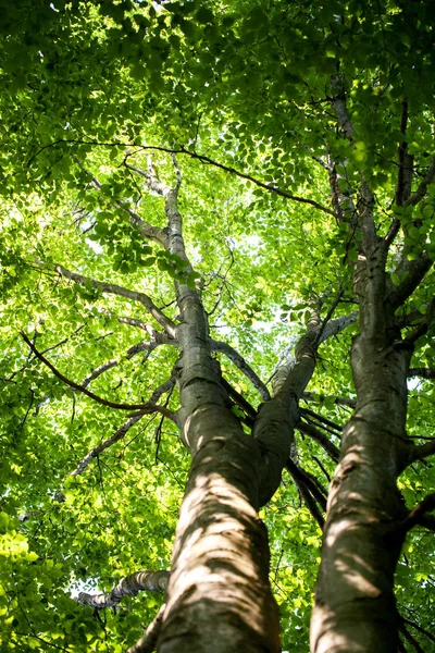 Prachtige groene woud — Stockfoto