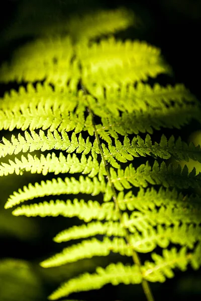 Vackra ormbunkar blad grönt lövverk naturlig blommig ormbunke bakgrund i solljus. — Stockfoto