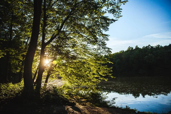 Wunderschöner Sonnenuntergang im Wald. Natur — Stockfoto