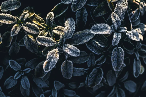 Le gel sur les feuilles — Photo