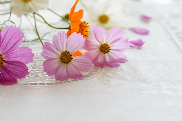 Pink cosmos flowers on table cloth Royalty Free Stock Images