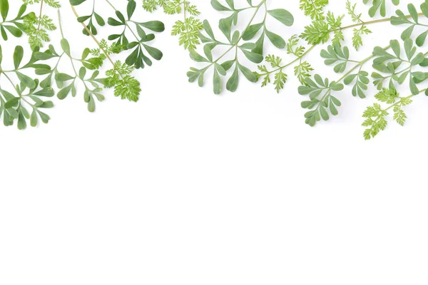 Frame of herbal leaves Stock Image