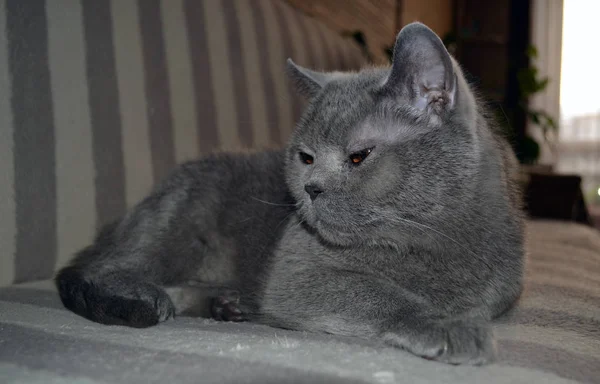 Eine Britische Katze Schläft Auf Einer Couch Teddykatze Mit Orangefarbenen — Stockfoto