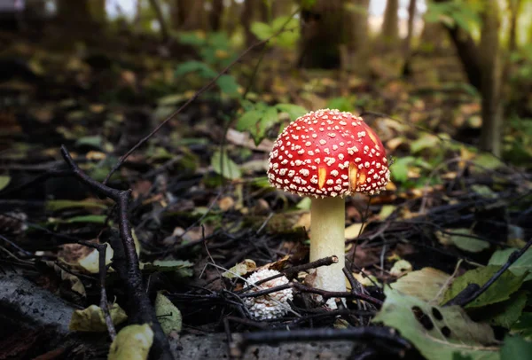 Sinek Agaric sonbahar akşamında