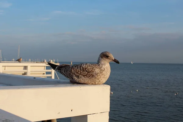 The seagulls of the Baltic sea on the Sopot Molo (Poland).