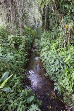Brezilya Atlantik Ormanı Parçaları.