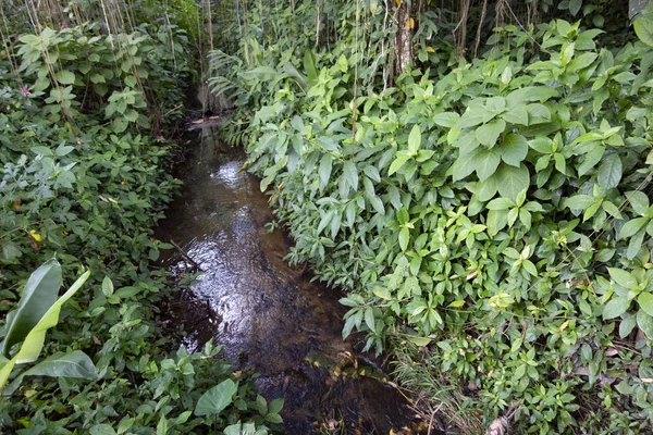 Brazilian Atlantic Forest Fragments — Stock Photo, Image