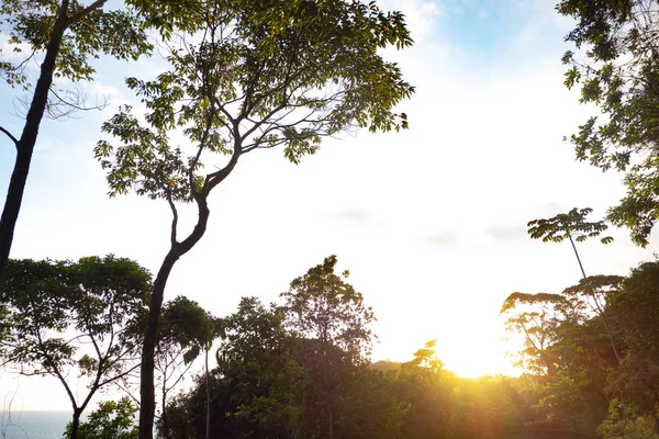 日落时的巴西大西洋森林碎片 — 图库照片