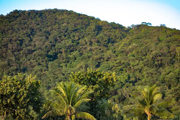 Frammenti Foresta Atlantica Brasiliana — Foto Stock