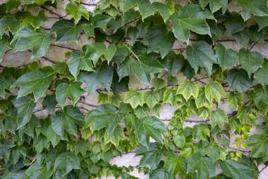 Duvardaki yeşil hedera sarmalı