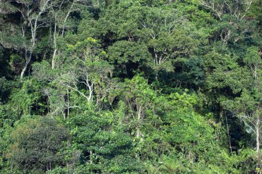 Brezilya Atlantik Ormanı yeşil kırıntıları